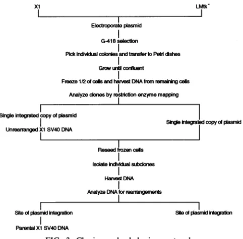 FIG. 3. Cloning and subcloning protocol.