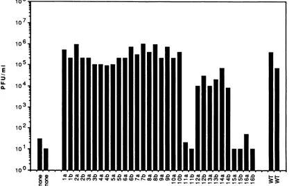 FIG.1.fromcarriertransfection,transfected Complementation of d27-1 growth by mutant ICP27 plasmids