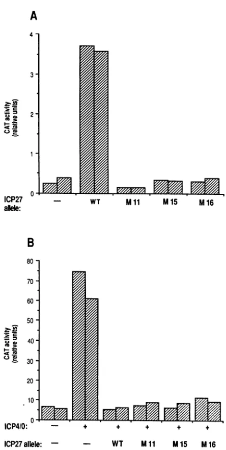 Fig.2B,ICP27expression cotransfectionof the ICP4/0plasmidstimulated of 8CAT, and inclusion of a plasmid encoding WT was able to block this effect