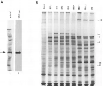 FIG. 7.virusesinfectedandusing Defective accumulation of -y-2 gC mRNA in ICP27 mutant- cells