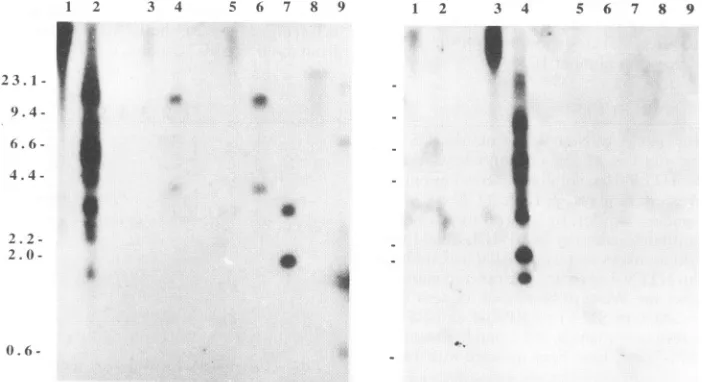 FIG. 4.shown729(pH6neo),sequenceisolated Partial nucleotide sequence of the X region of STLV-II from SM-3; comparison with the X regions of HTLV-II HTLV-I HUT-102, and STLV-I PtM3