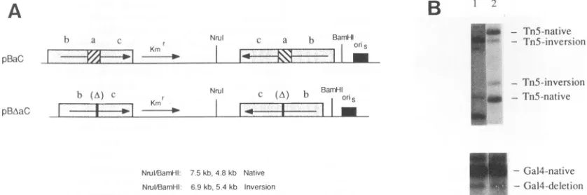 FIG.12.0.5%cotransfectedpBAaCofAautoradiogram.pGAL4-STDPlus1; these second the Analysis of the contribution of the a sequence to recombination between duplicated L-S junctions of the viral genome
