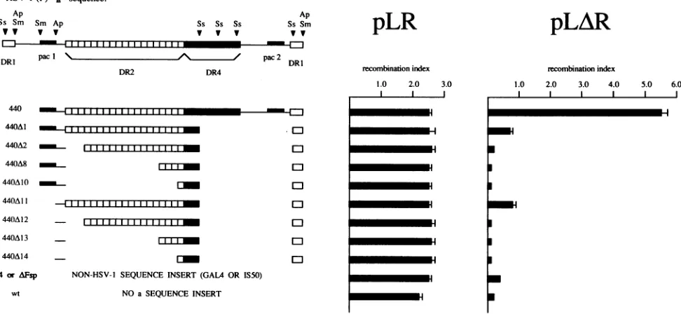FIG.1.awild-typethepotential.440subfragmentsdeviation)DNA sequence Construction of HSV-1 a sequence derivatives containing deletions in the DR2 repeat array and quantitation of their recombinogenic At left are subfragments of the HSV-1 a sequence containin