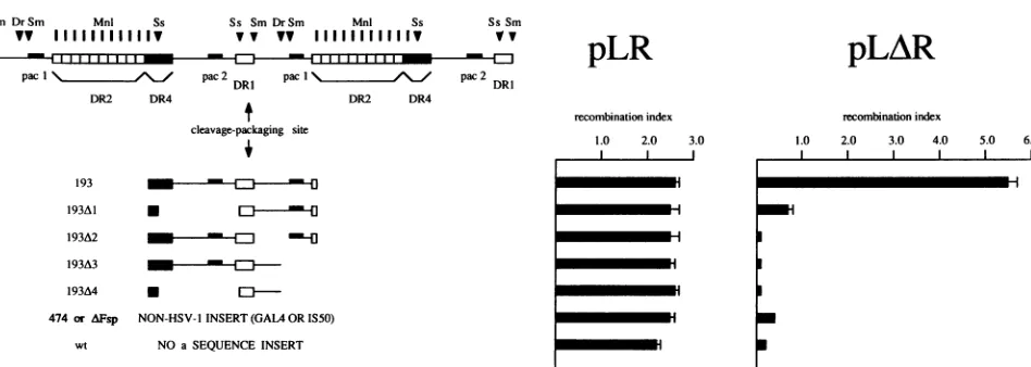 FIG. 2.apossessesfourcomposedpotential.anassociateddeletion sequence a Construction of HSV-1 a sequence derivatives which are defective for cleavage and packaging and quantitation of their recombinogenic At left are cleavage/packaging-proficient and cleava