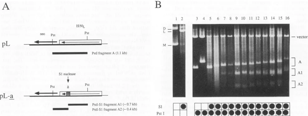 FIG. 3.AgarosepL-440A8;orplasmidsrefersinsertedrespectively, with Ability of a sequence subfragments to form anisomorphic DNA