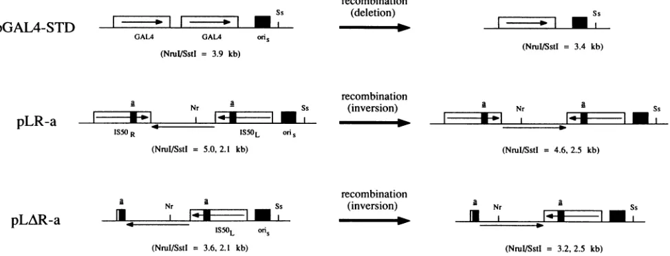 FIG. 4.which2atlattertwo were a Plasmids used in the quantitative Tn5 inversion assay