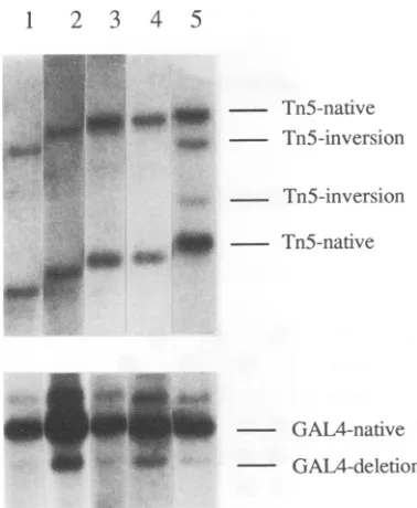 FIG. 8.Verotransfectedontostripped,the Analysis of recombination in cells infected with an HSV-1 mutant defective for the cleavage/packaging process