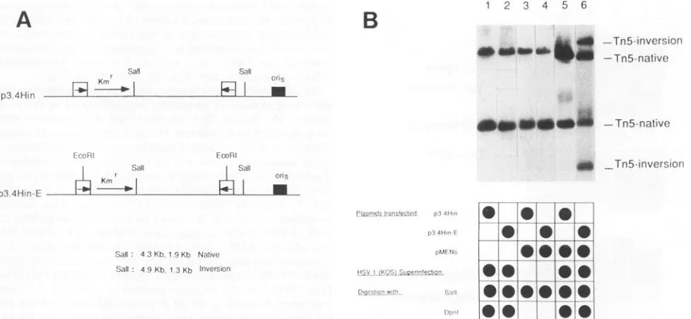 FIG. 9.visualizationwithAtheinversion were Ability of a double-strand break generated by an in vivo-expressed restriction endonuclease to promote recombination in a Tn5 assay