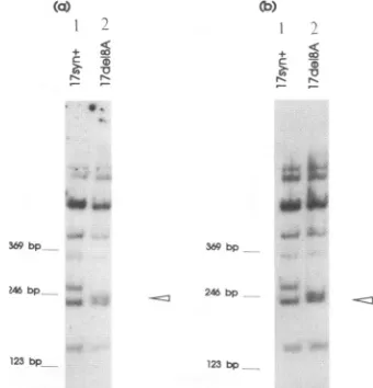 FIG.2.onblotting,bpisolated,theMaterialsa 260)-bp 6% (21). Genomicstructureof 17del8A.(a)Viral DNAs were digested with BamnHI and S1ial, separated by electrophoresis polyacrylamide gels, transferred to nitrocellulose by capillary and probed with 32P-labele