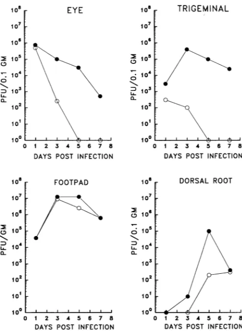 FIG. 5.werevirusperassayedcornealaboveandindicated- 80°C. Virus replication kinetics in vivo