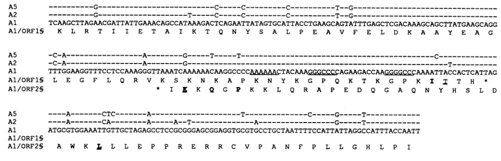 FIG. 4.AAC,Astrovirus5'-AGACCAAGGAGATCGTCCCT).The Nucleic acid and amino acid comparisons of a 283-nt region overlapping ORF-1 and ORF-2 from astrovirus serotypes 1, 2, and 5