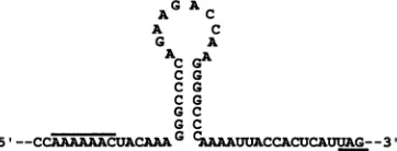 FIG. 5.astrovirusis identified Predicted RNAsecondarystructuresatthesuspected ribosomal frameshift site