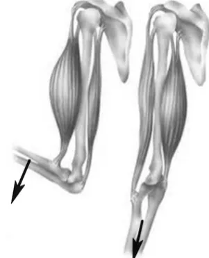 Fig. 1. Muscle activity: a. maintaining  b. consolidation 