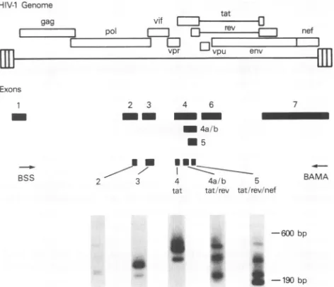 FIG. 3. the RT-PCR amplification of the viral 2-kb m figure illustrates the open reading frames ar