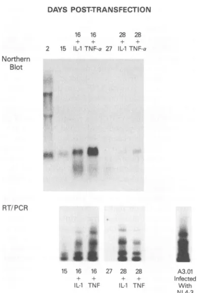 TABLE 2. Comparison of Nef and gp4l expression in astrocytes atdifferent time points posttransfection