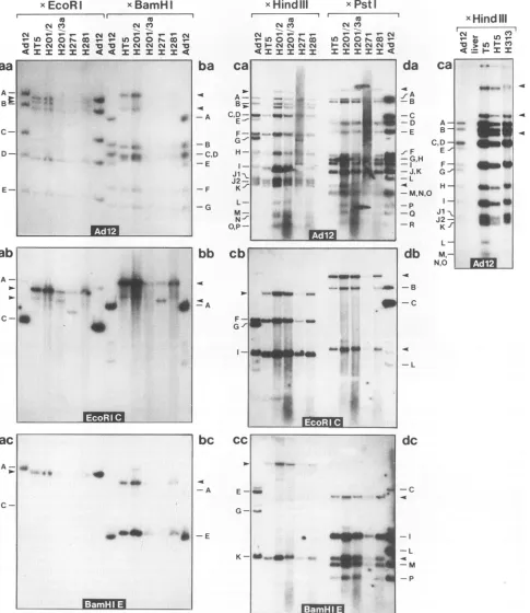FIG. 2.gelscorrespondingcellEcoRlextractedright-terminalperlines Patterns of integration of Adl2 DNA in the genomes from five different Ad 12-induced hamster tumor cell lines