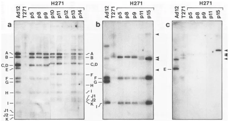 FIG. 3.wasH271.differentright-terminal Changes in the distribution of off-size bands in the DNA from the Adl2-induced hamster tumor T271 and the hamster tumor cell line For details, see the text and legend to Fig