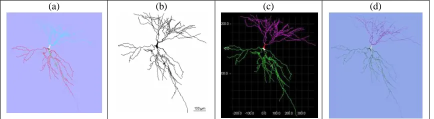 FIGURE 7: Validation and comparison result of visualizing neuron model of digital file between (a) our proposed framework and existing application, (b) result from Duke-Southampton which only presented static neuron model, (c) result achieved from CVapp pr