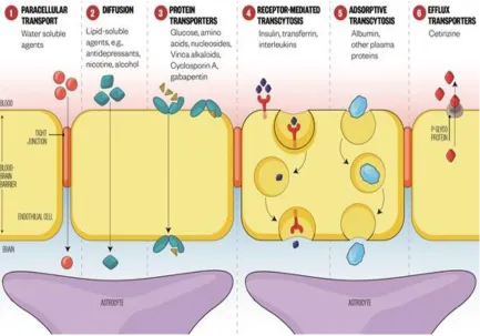 Figure 1. 1. Blood Brain Barrier (25). 