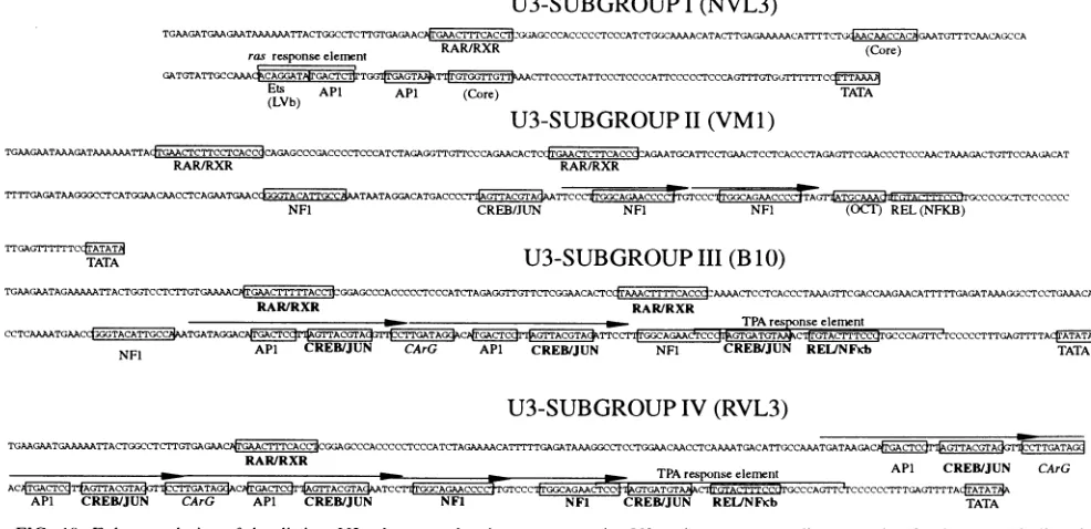 FIG.10.c-Rel/p65(NF-KB)forsitesResults.are Enhancer design of the distinct U3 subgroups showing representative U3 regions corresponding to each U3 subgroup