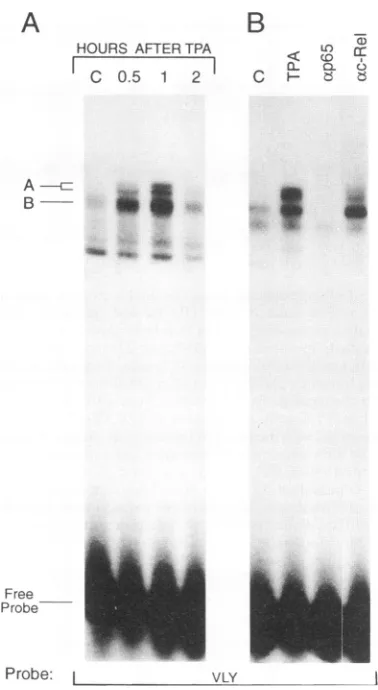 FIG. 4.containingforc-Rel4°CextractsextractsDNAnondenaturatingcontrolspondingraphytheindicated TPA-induced complex formation in nuclear keratinocyte between VLY and a c-Rel/p65heterodimer and a factor p65 but not c-Rel