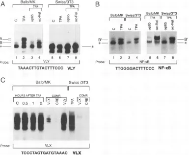FIG. 5.chainoligonucleotidesProtein-DNAcorrespondingautoradiographyincludedsubunit;h after The complex formation with the VLY sequence was cell type specific and differed from that of the NF-KB-binding site in the K light enhancer