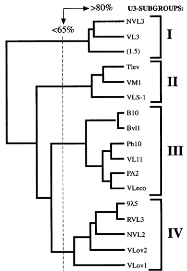 FIG. 7.everyelementssentedsubgroups.computerconsideredResults.ationGeneticsrespectively.methodmethodment.subgroups,thatsequencesLTRsregioninmembers length Subdivision of 17 sequenced VL30 U3 regions into four U3 The dendrogram is based on similarity scores