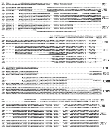 FIG. 8.sequences Sequence alignment of VL30 U3 regions comprising four distinct U3 subgroups designated U31, U311, U311, and U31V
