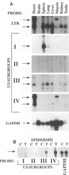 FIG.9.withgroup-specificpaneltreatedfull-lengthB10.spondingsubgroupsincluded.todifferentrepeatedradiographsMethods).(for a Tissue-specific expression of distinct U3 subgroups