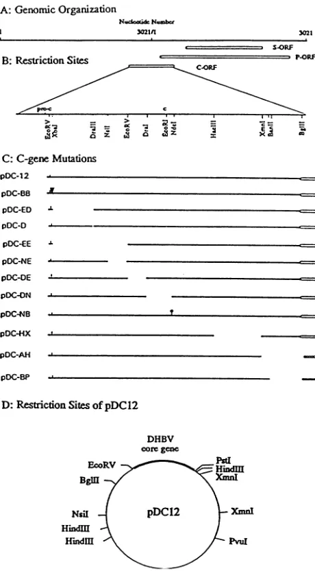 FIG.1.genomicgenetheopenbythedimernumbersinsertionsitessequencesacidsOther(GIPY). a Schematic view of the DHBV genomic organization mutations of theand core gene constructedinthisstudy