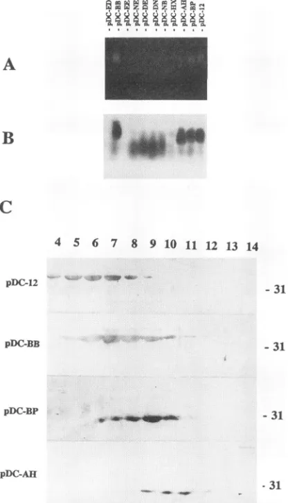 FIG. 6.washingdifferentproteinexpressedelectrophoreticallyanalyzedatreducingtiontheeffectsdetermineprotein.DNA(denatured,(expressed,ug,xg/ml room DNA-binding activities of DHBV core protein mutants in E