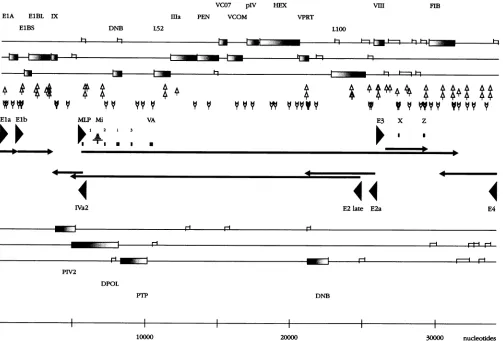 FIG. 7.sequencesproteinprotein),nucleotidesOtherstrandsE4(MLP), Functional map of the Adl2 genome
