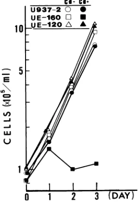 FIG.1.culturedcellCdCl2.(lanes(10%reacted Immunoblot analysis by anti-Env MAb. UE160-16 cells1), UE160 cells (lanes 2), and UE120 cells (lanes 3) were for 4 h either with (+ lanes) or without (- lanes) 10 ,uM A 100-p.g sample of the cell lysate protein prepared from such samples was run on an SDS-polyacrylamide gel electrophoresis polyacrylamide) gel, blotted onto a nitrocellulose membrane, with 0.5f MAb, and developed by the ECL system.