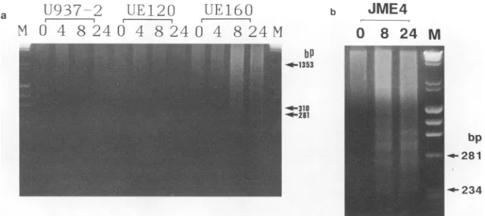 FIG. 4.separatedforcells DNA fragmentation in the cells after induction. (a) U937-2, UE120, and UE160 cells were cultured in the presence of 10 ,uM CdC12 0, 4, 8, or 24 h (indicated at the top of each lane)