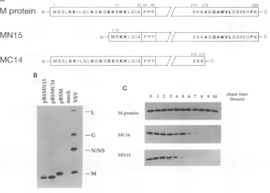 FIG.2.vTF7-3waswithper2),VSVMutant14I h residues Construction, expression, and stability of mutated M proteins
