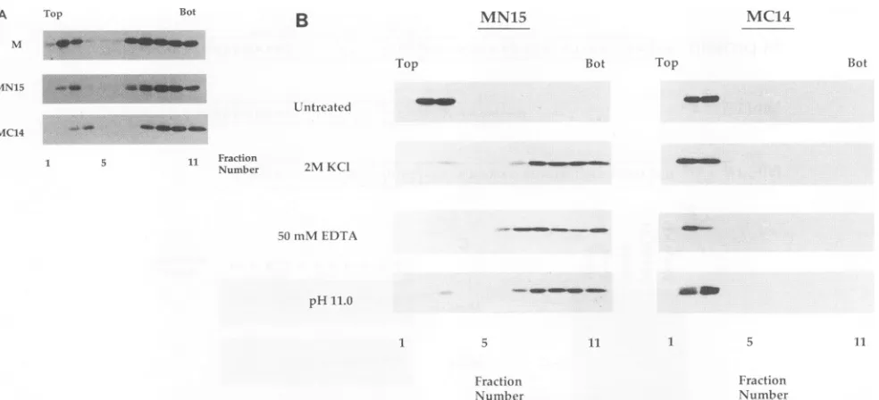 FIG. 3.Thesucrose,fromTris-HClcellularLysatessolution,fromHeLanumbereduntreated. Analysis of the membrane association of wild-type M protein, mutant MN15, and mutant MC14 by sucrose flotation gradients