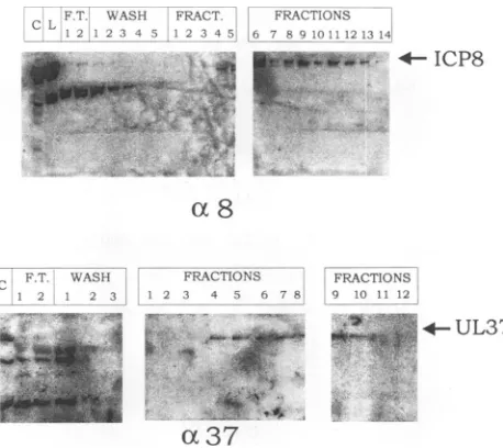 FIG. 3.werecontrol;Antigen-antibodyagarose(UL37)hh150, p.i., p.i. Phosphorimage of immunoblots of fractions from ssDNA- columns