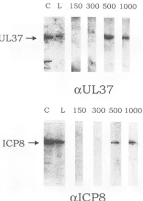 FIG.(xICP8andagarose300,SDS-9%ualICP8numbers'25I-labeled 6. Phosphorimage of immunoblots of fractions from ssDNA- column