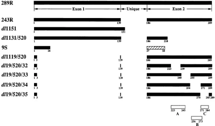 FIG.1.At2.toto In CtBP their the Map of the 289R and 243R Ad5 EIA proteins, the proteins produced by ElA mutants used in this study, and functional regions in exon each case, the portions of the 289R ElA protein produced are shown by black bars, together w
