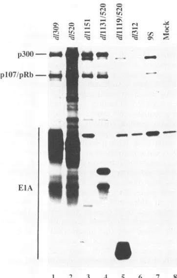 FIG. 4.withprotein.immunoprecipitatessentingmarked; Fluorograph of an SDS-polyacrylamide gel of anti-ElA from 35S-labeled extracts of KB cells, infected mutant viruses producing only exon1or exon 2 of the 243R The infecting virus is indicated for each lane