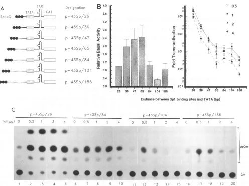 FIG.1.circles).constructsTheactivationseriesamountsof(lanes ['4C]chloramphenicol Increased spacing between Spl binding sites and TATAA decreases responsiveness of a promoter to Tat