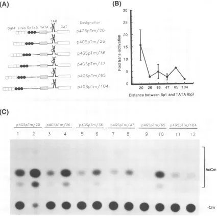 FIG. 2.wasThereConstructionsaretheactivationalonelanes, Targeting of Tat to promoter via DNA tethering is less efficient and is sensitive to the distance separating Spl and TATAA