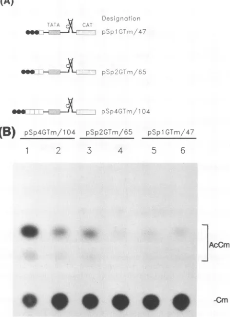FIG.4.TATAA.copiesTATAA.ofamphenicol;Gal4areties; trans-activation Ga14-Tat is not functional when placed between Spl and (A) Constructions used to assay Gal4-Tat activity when the site(s) was inserted between Spl and TATAA