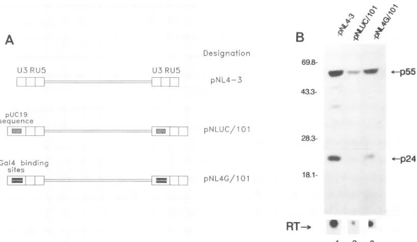 FIG. 5.andtransfection(pNL4G/101)is shown. HIVs with increased Spl-TATAA intervals show poor expression