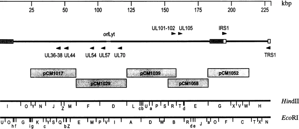 FIG.1.complementationthereplication(solid HindIII and EcoRI physical maps of HCMV AD169 (12, 49), and HCMV cosmid clones used to establish the cotransfection assay for oriLyt-dependent DNA replication