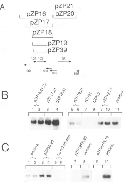 Table 1. To simplify the transfection mixtures for experimentsdefining the essential components of individual cosmids, wealways included cosmid clones to provide some of the essential