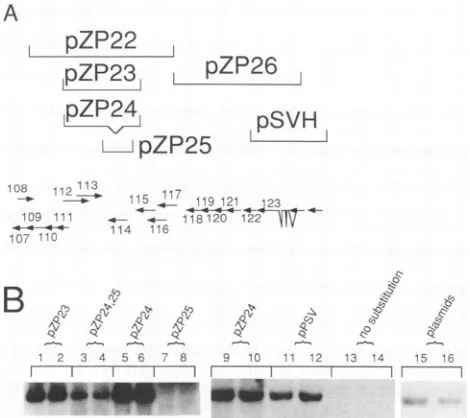 FIG. 6.pluspZP38pZP29,spondingdescribedpCM1017,turesproducts.resulting Cosmid pCM1058 also contributes UL112-113