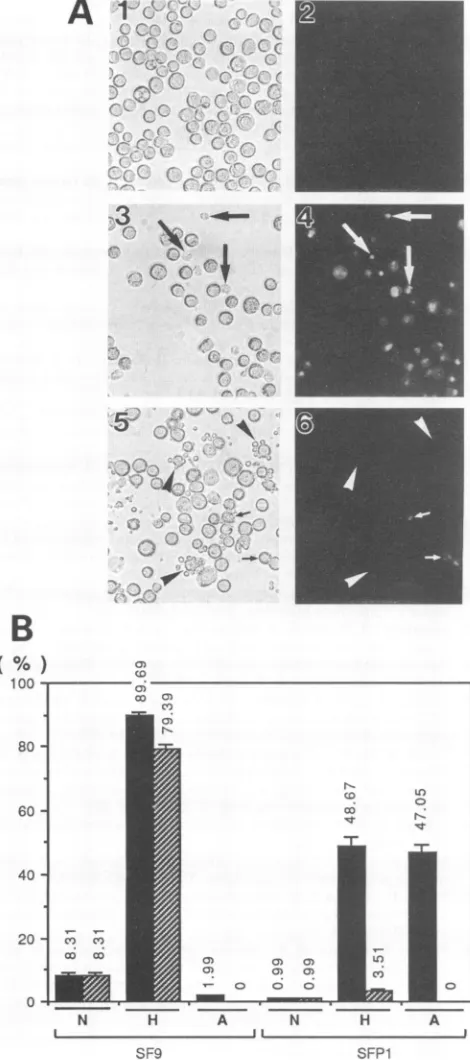 FIG. 5.werewhich4,4,Hz-1antibodyVerticalnecroticnonapoptoticpercentagesinfectedh.p.i.,healthy-looking and Hz-1 Immunofluorescent labelling of virus-infected cells