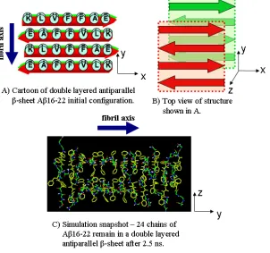 Figure 2. 2 Illustration of the double-layered βfrom the CHARMM simulation [40]. -sheet formed by Aβ16-22 and a snapshot  