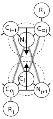 Figure 2. 6  Geometry of inter-mediate resolution protein model, PRIME, for alanine.  